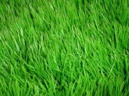 grass